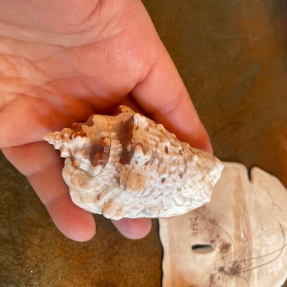 5 Different Sea Shells 1 Sand Dollar w/ Original Painting Signed by Dean Unique - Picture 8 of 13